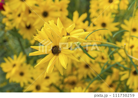 ヘリアンサス(ヤナギバヒマワリ) ヘリアンサス(ヤナギバヒマワリ) 111730259