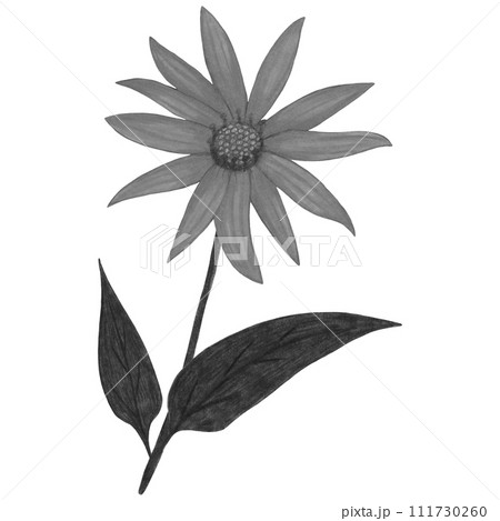 Hand Drawn Black and White Topinambur with Leaves Isolated on White Background. 111730260