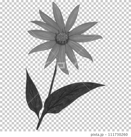 Hand Drawn Black and White Topinambur with Leaves Isolated on White Background. 111730260