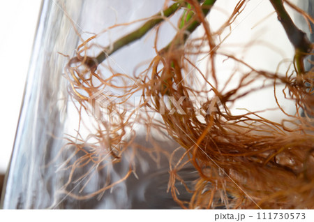 水耕で発根した根 111730573