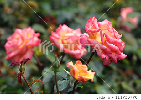 花の女王 111730770