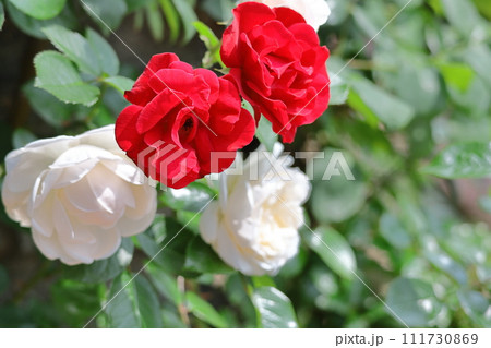 花の女王 花の女王 111730869