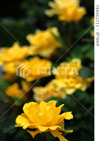花の女王 花の女王 111730881