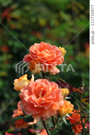 花の女王 111730977