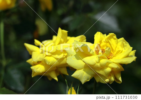 花の女王 花の女王 111731030