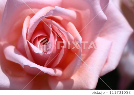 花の女王 花の女王 111731058
