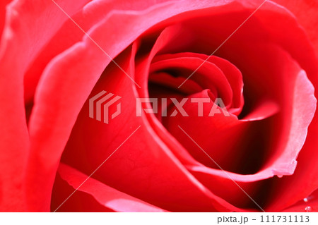 花の女王 花の女王 111731113