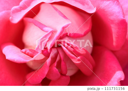 花の女王 花の女王 111731156