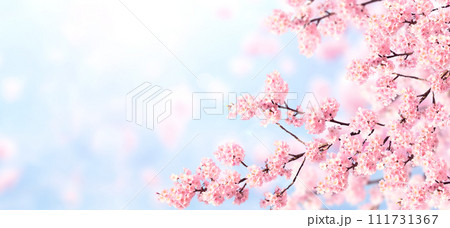 Horizontal banner with sakura flowers of pink color on blue sky backdrop. Beautiful nature spring background with a branch of blooming sakura. Sakura blossoming season in Japan 111731367