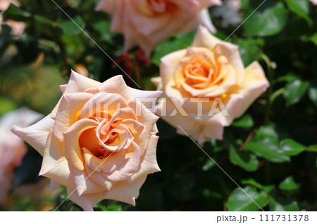 花の女王 111731378