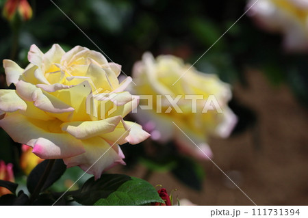 花の女王 花の女王 111731394
