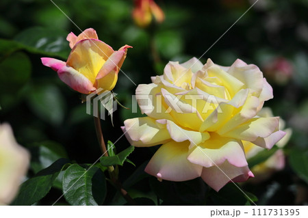 花の女王 花の女王 111731395