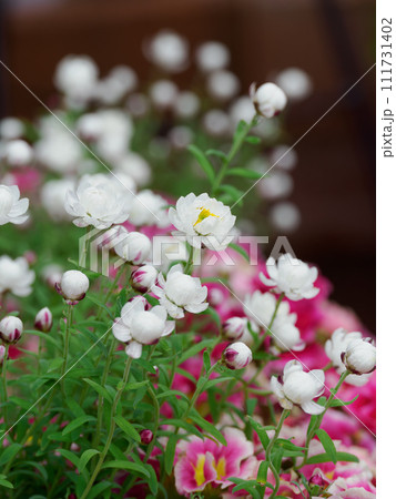 愛らしい寄せ植えの花かんざし 111731402