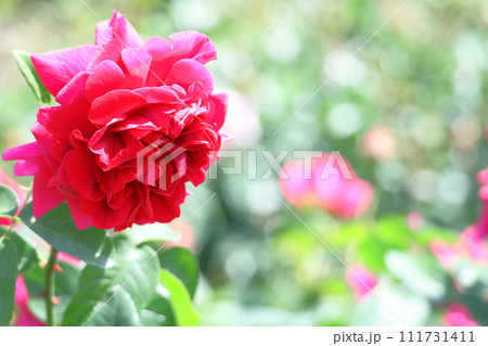 花の女王 花の女王 111731411