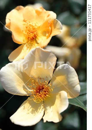 花の女王 花の女王 111731417