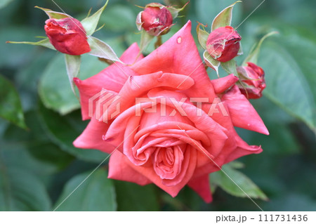 花の女王 花の女王 111731436