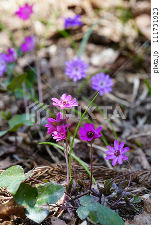 木漏れ日を背景に里山の森に咲く雪割草の花　Ver3 111731923