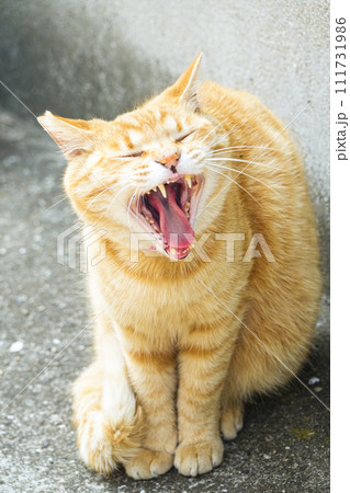 大きな欠伸をする猫 大きな欠伸をする猫 111731986