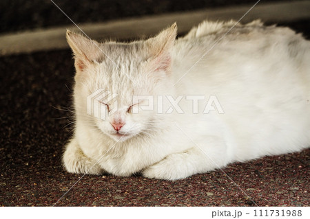 眠たそうなノラ猫 眠たそうなノラ猫 111731988