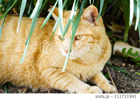 草のかげに隠れているノラ猫 草のかげに隠れているノラ猫 111731991