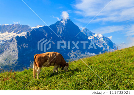 Cow grazing on an alpine meadow on First Mountain high above Grindelwald, Switzerland Cow grazing on an alpine meadow on First Mountain high above Grindelwald, Switzerland 111732025