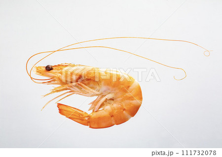 シュリンプ　小エビ 111732078