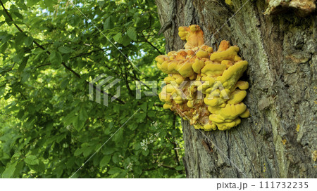 yellow tinder mushroom growing on a tree trunk close up 111732235