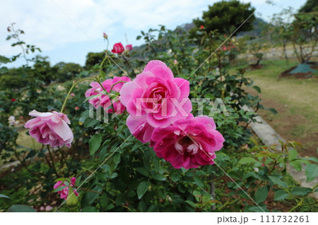 荒尾市　おもやい市民花壇　バラの花、 111732261
