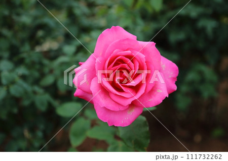 荒尾市 おもやい市民花壇 バラの花、 荒尾市 おもやい市民花壇 バラの花、 111732262