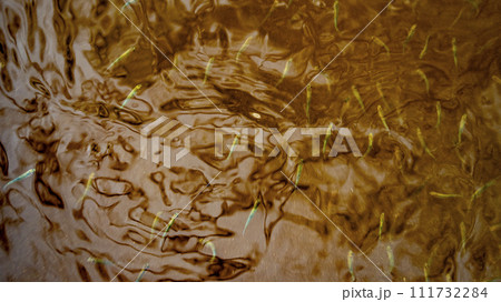 fish fry in dark brown water, texture backgrounds 111732284
