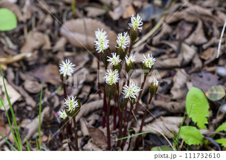 ヒトリシズカ(一人静) ヒトリシズカ(一人静) 111732610