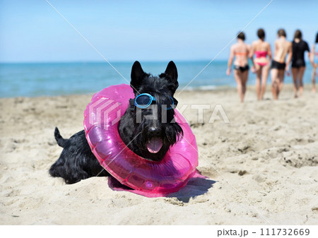 scottish terrier on the beach 111732669