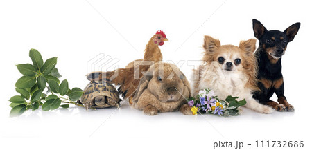 rabbit, dogs and chicken 111732686