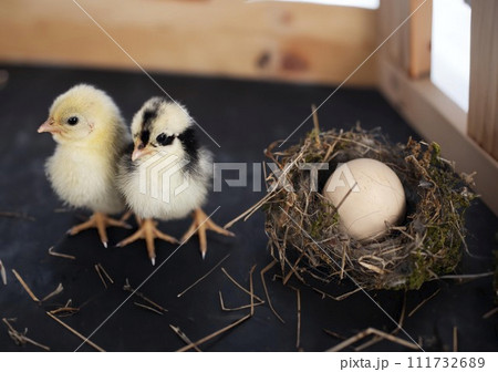 nest, egg and chick 111732689