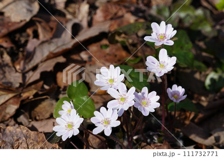 日差しを受けて白く輝く雪割草の花 Ver2 日差しを受けて白く輝く雪割草の花 Ver2 111732771