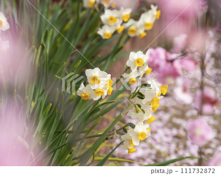 枝垂れ梅越しに見る水仙の花 111732872