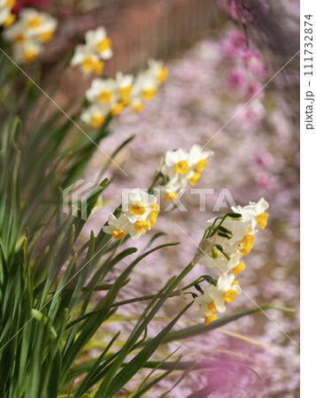 枝垂れ梅越しに見る水仙の花 111732874