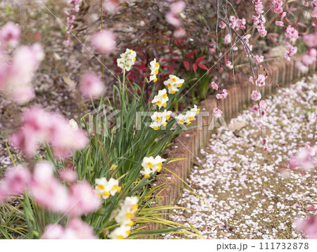 枝垂れ梅越しに見る水仙の花 111732878