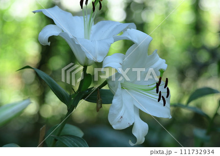 純潔を象徴する花 純潔を象徴する花 111732934