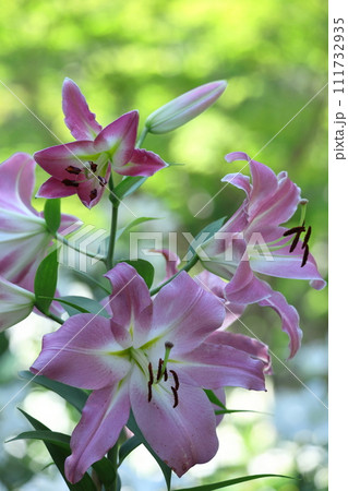 純潔を象徴する花 純潔を象徴する花 111732935