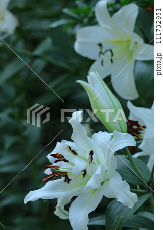 純潔を象徴する花 111732951