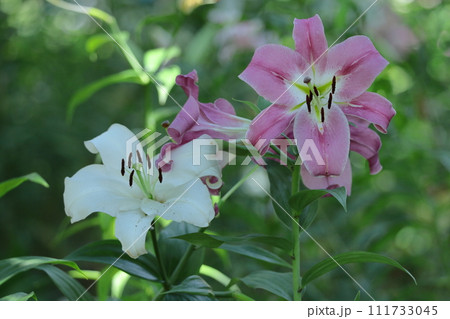 純潔を象徴する花 111733045