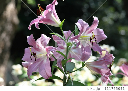 純潔を象徴する花 純潔を象徴する花 111733051