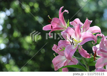 純潔を象徴する花 111733115