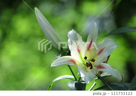 純潔を象徴する花 純潔を象徴する花 111733122