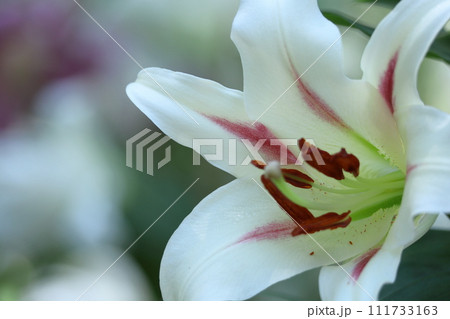 純潔を象徴する花 純潔を象徴する花 111733163