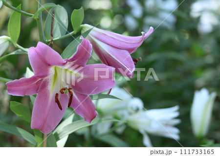 純潔を象徴する花 純潔を象徴する花 111733165
