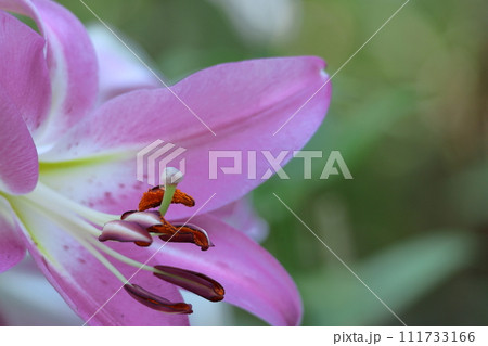 純潔を象徴する花 111733166