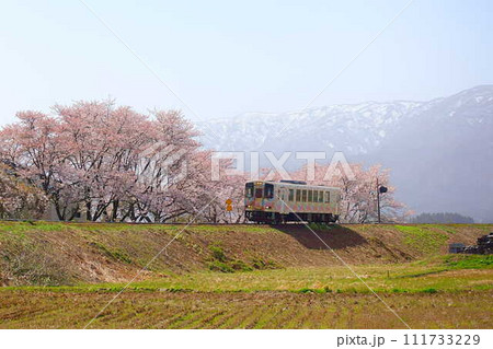 満開の桜 残雪 フラワー長井線 山形鉄道 満開の桜 残雪 フラワー長井線 山形鉄道 111733229