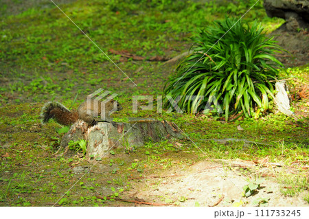 野生のリスがいる 111733245